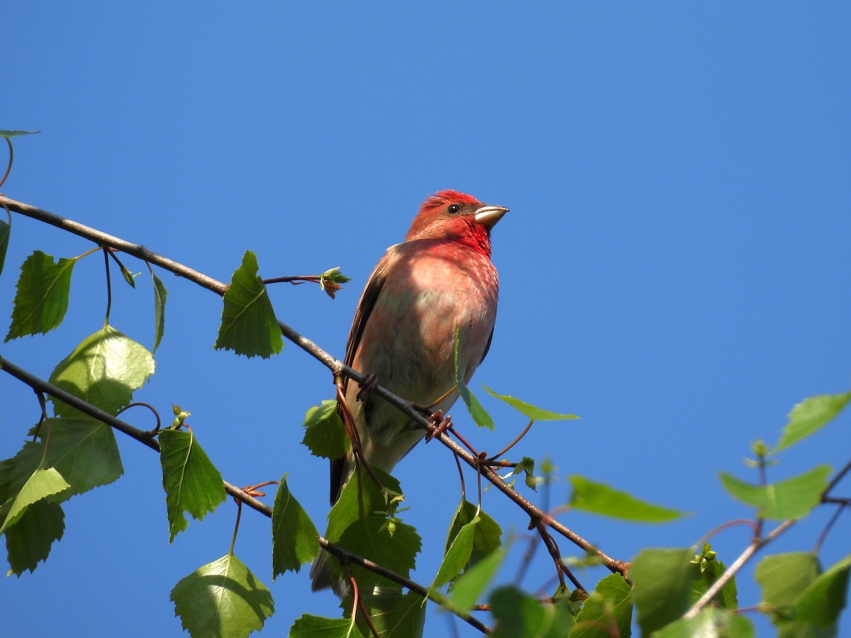 Common Rosefinch - Maciej Sacewicz