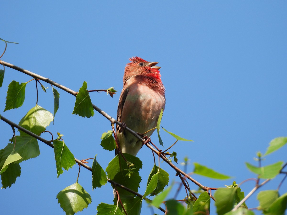 Common Rosefinch - Maciej Sacewicz