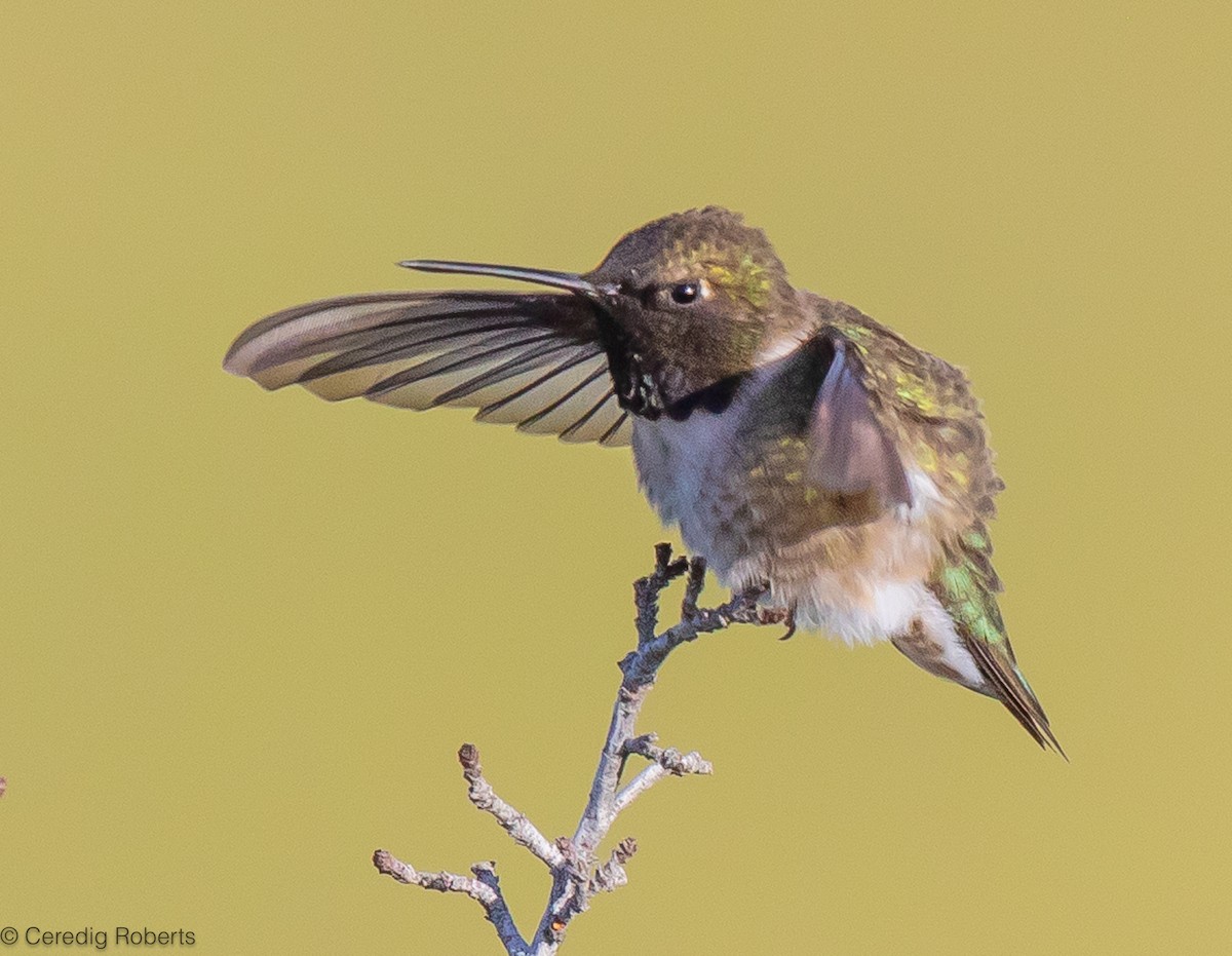 Colibri à gorge noire - ML619629085