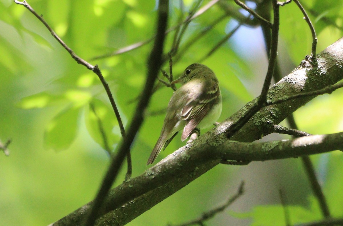 Acadian Flycatcher - MA 2