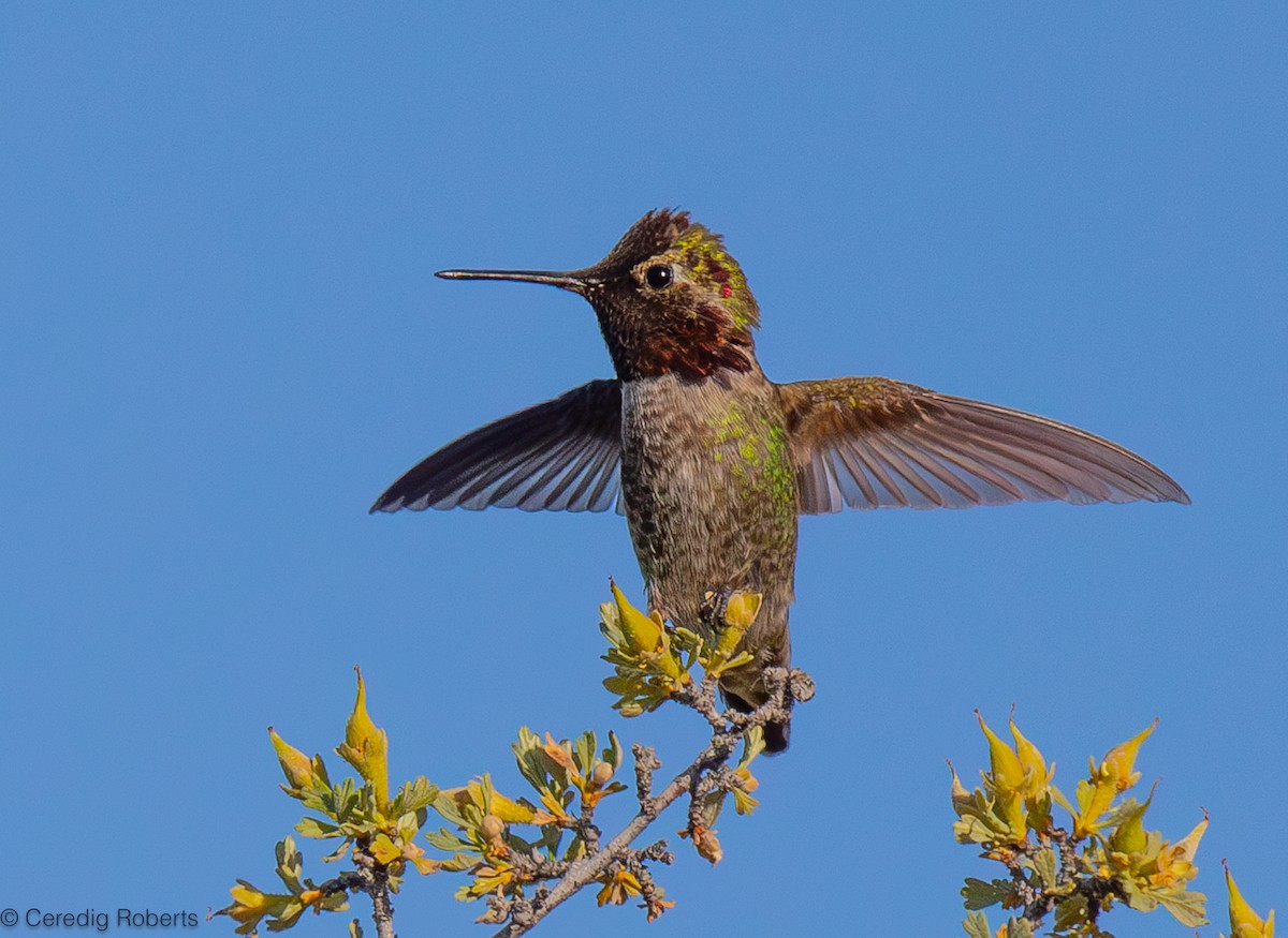 rødmaskekolibri - ML619629093