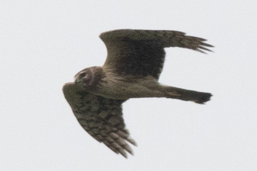 Northern Harrier - ML619629109