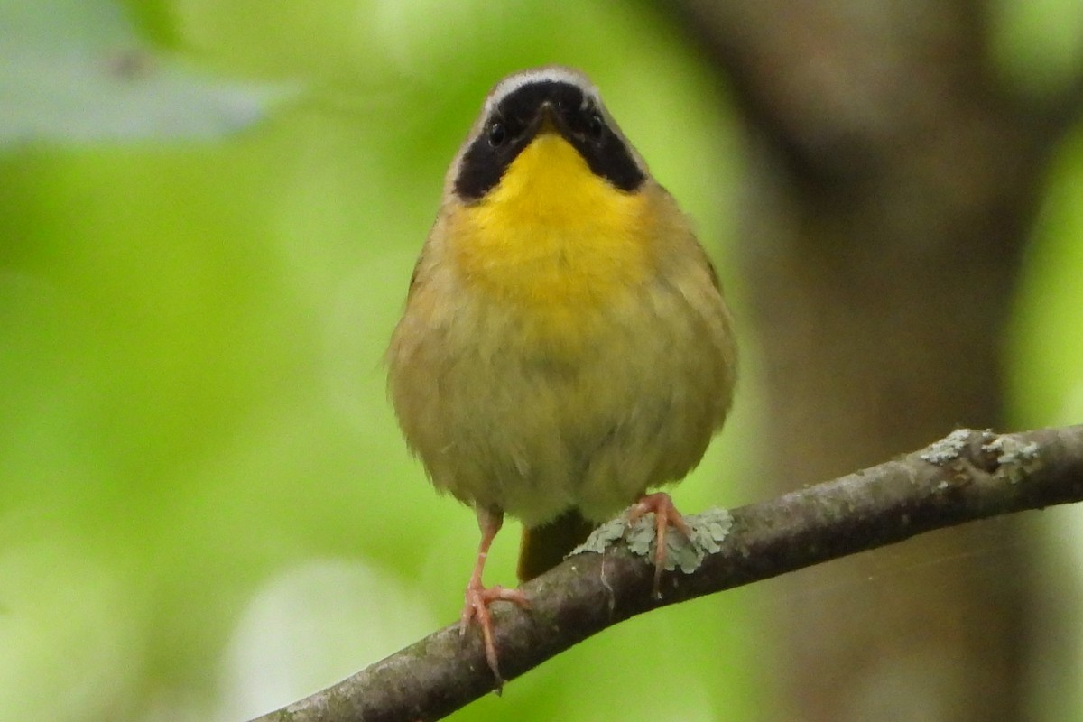 Common Yellowthroat - Stéphane Primeau