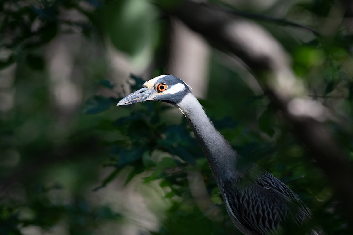 Yellow-crowned Night Heron - ML619629119