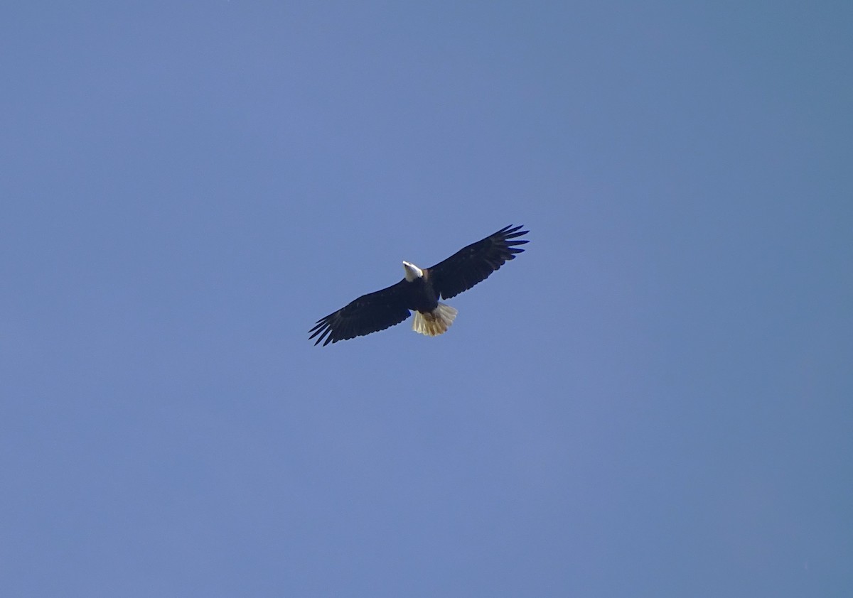 Bald Eagle - Su Snyder