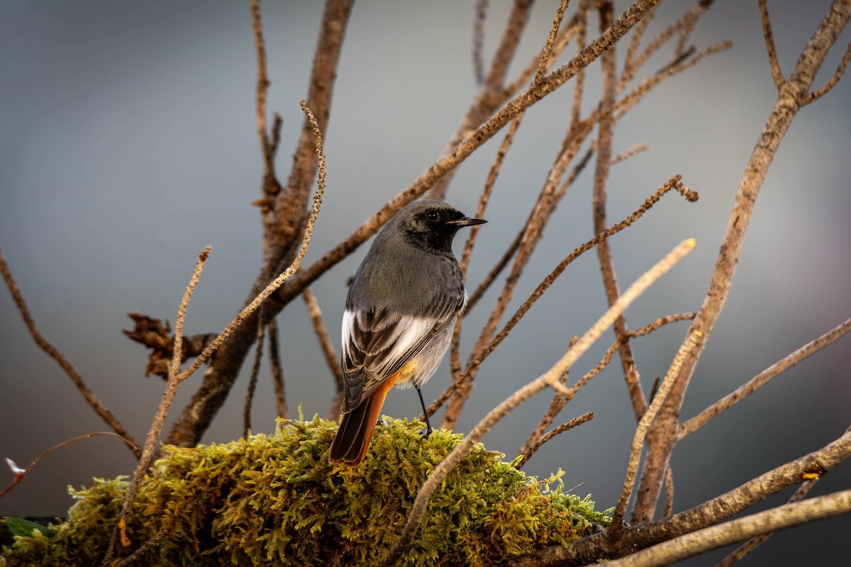 Black Redstart - Kaltag .