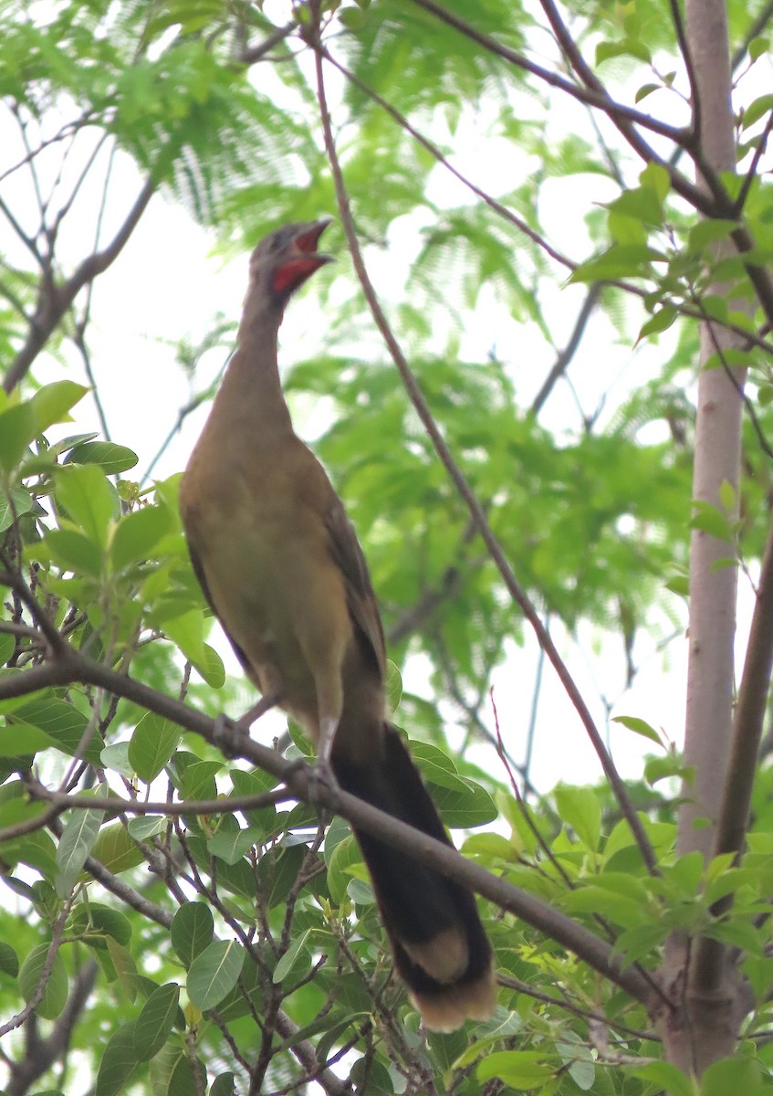 Plain Chachalaca - Alfonso Auerbach