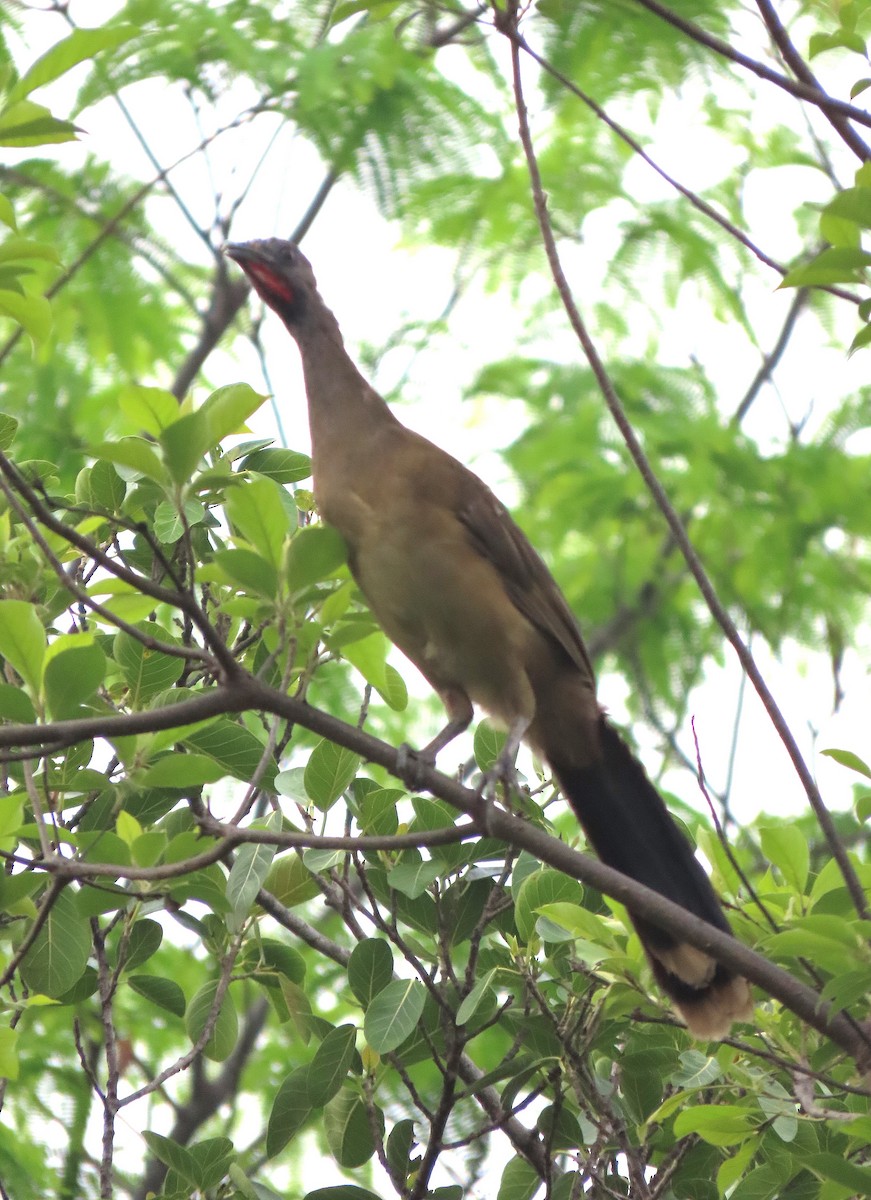 Plain Chachalaca - Alfonso Auerbach