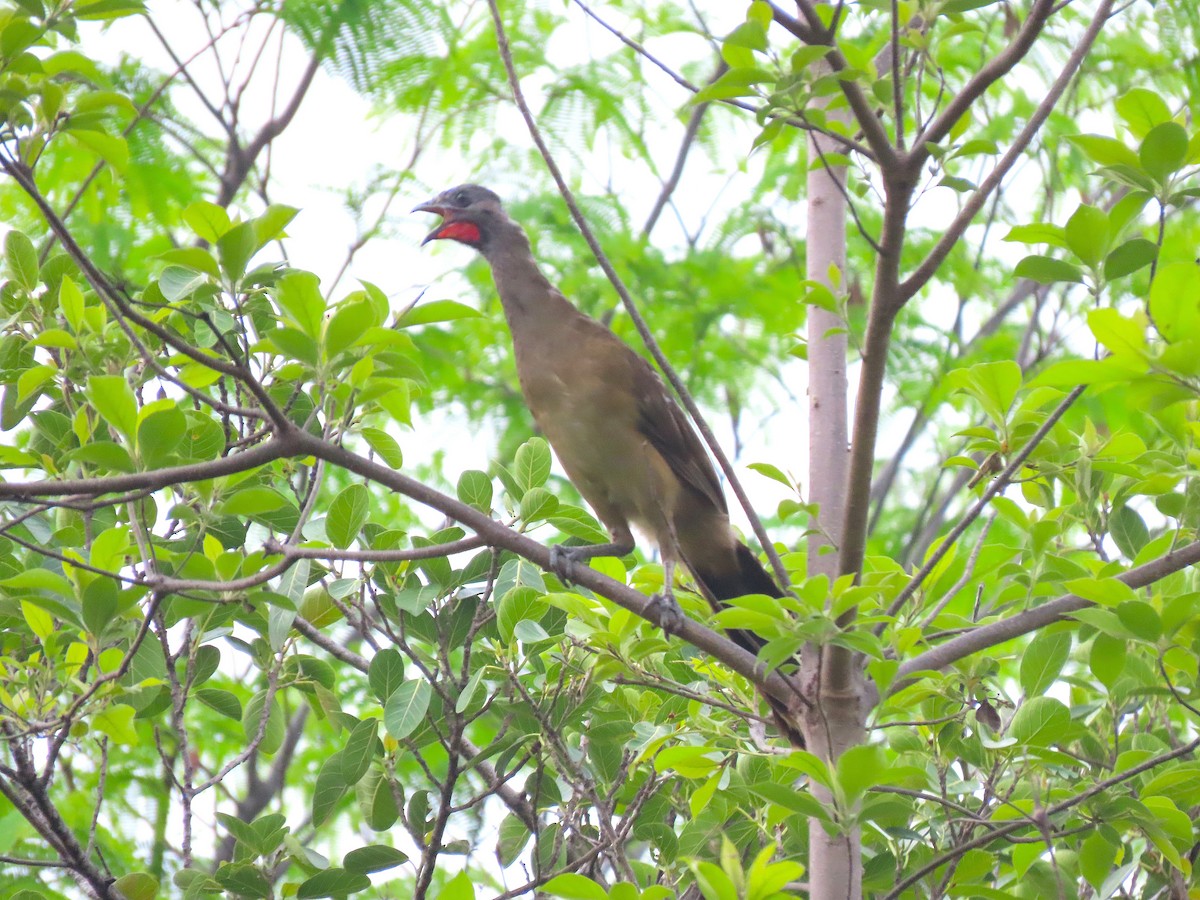 Plain Chachalaca - Alfonso Auerbach