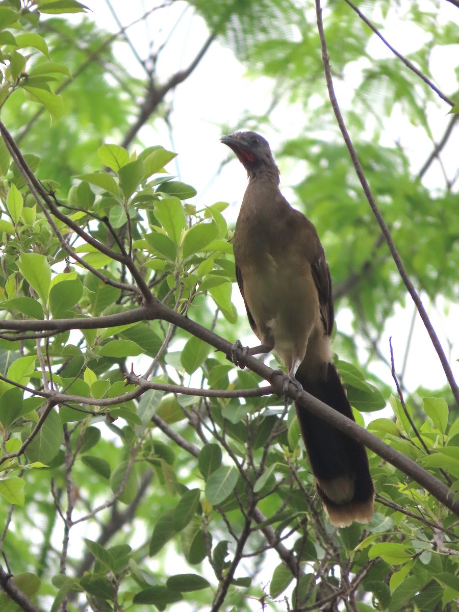 Plain Chachalaca - Alfonso Auerbach