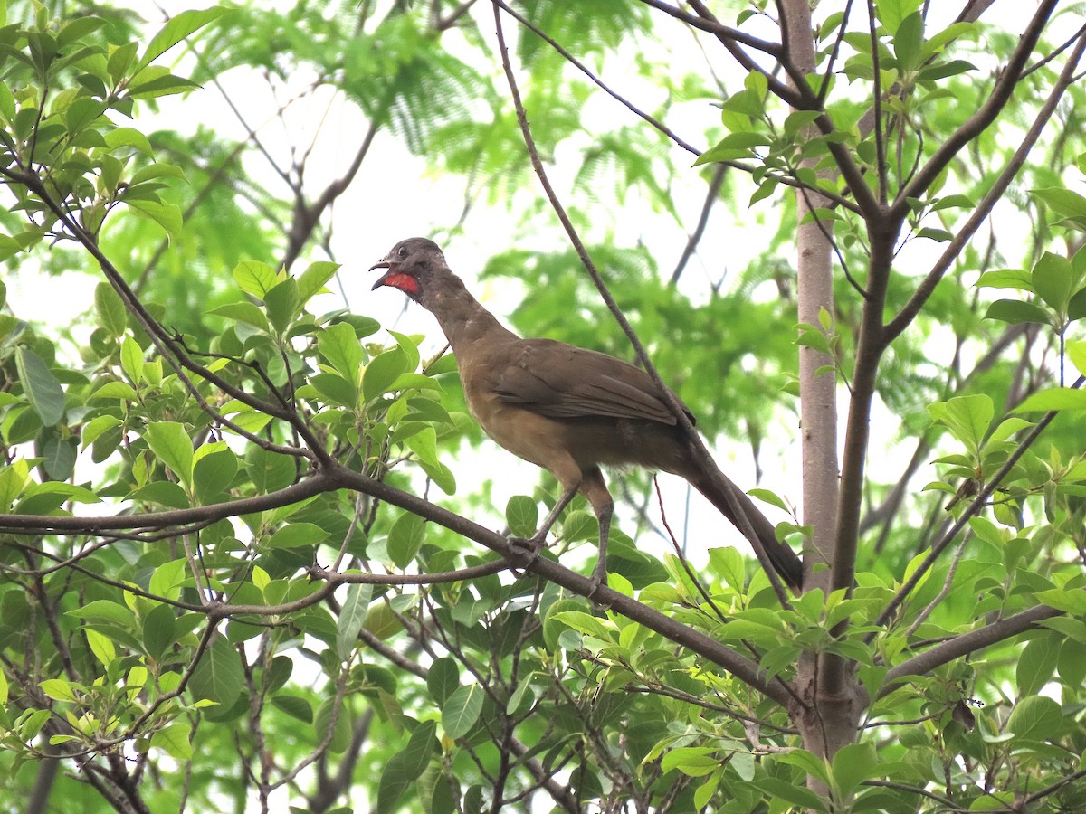 Plain Chachalaca - Alfonso Auerbach