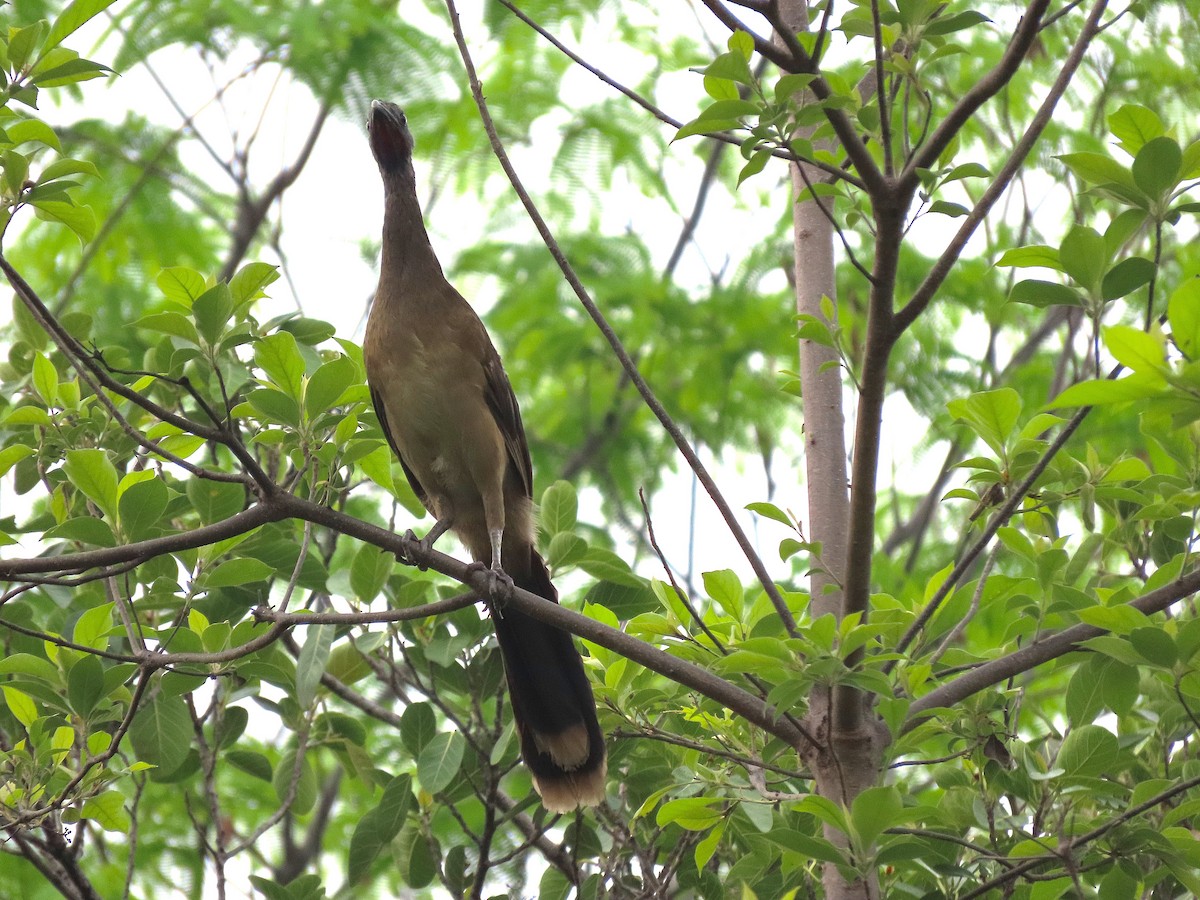 Plain Chachalaca - Alfonso Auerbach