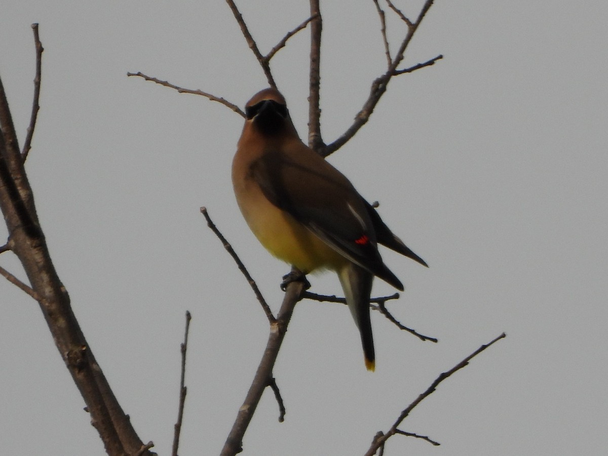 Cedar Waxwing - Stéphane Primeau