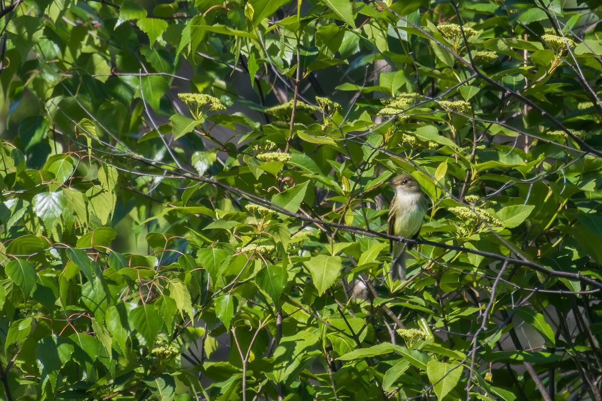 Willow Flycatcher - John Keator