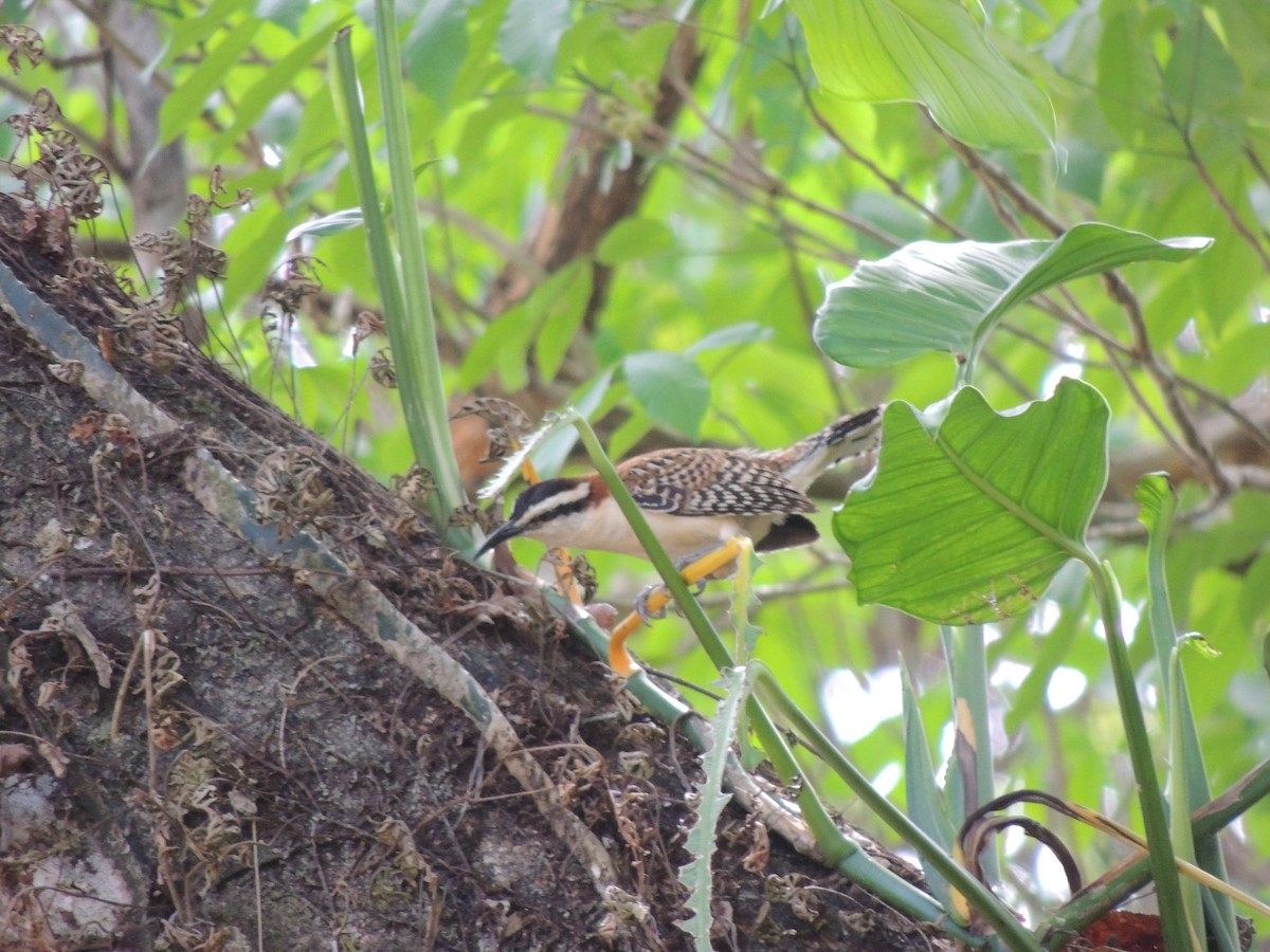 Rufous-naped Wren - Roger Lambert