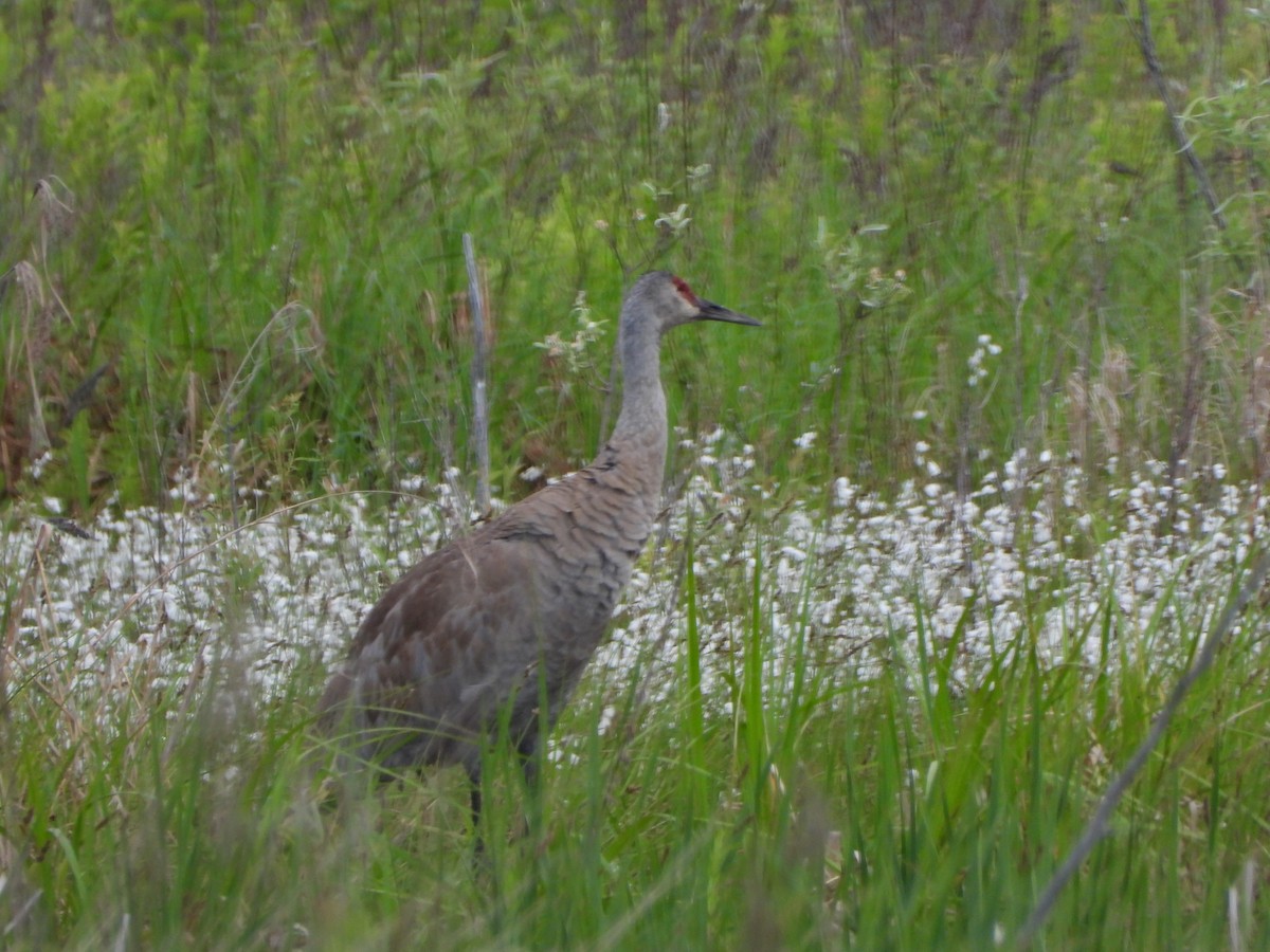 Sandhill Crane - Stéphane Primeau