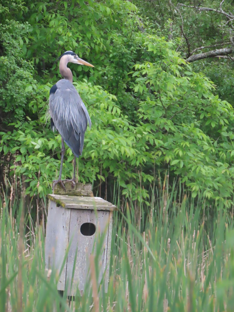 Great Blue Heron - ML619629168