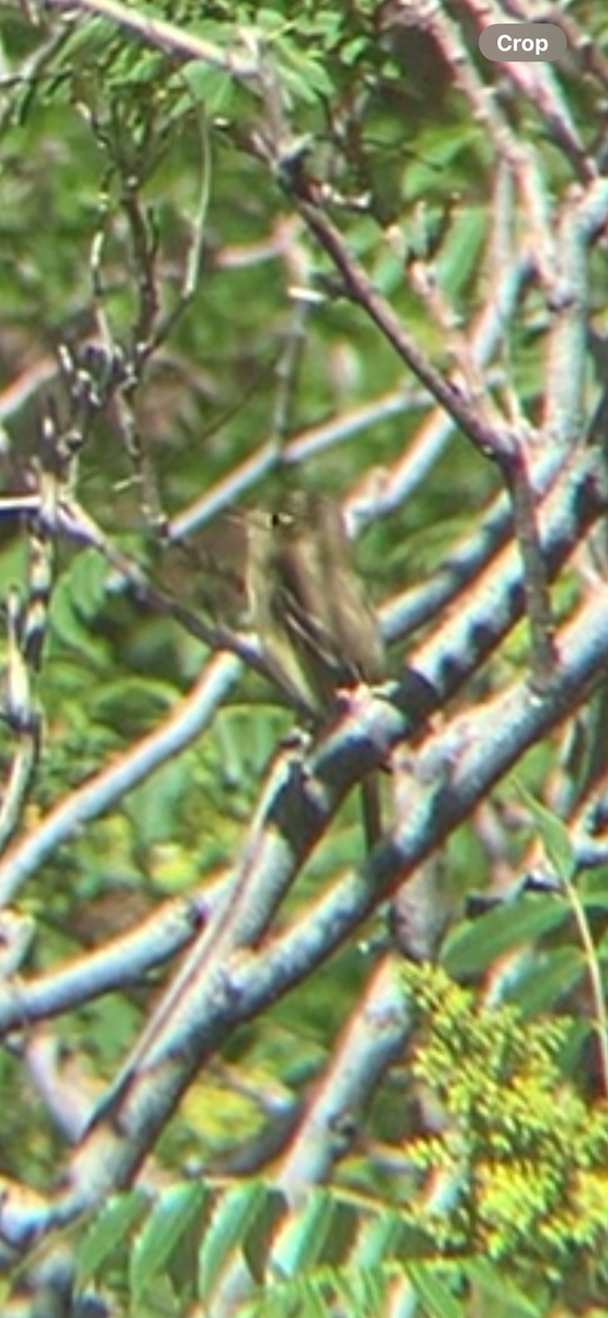 Western Flycatcher (Cordilleran) - Alex Preston