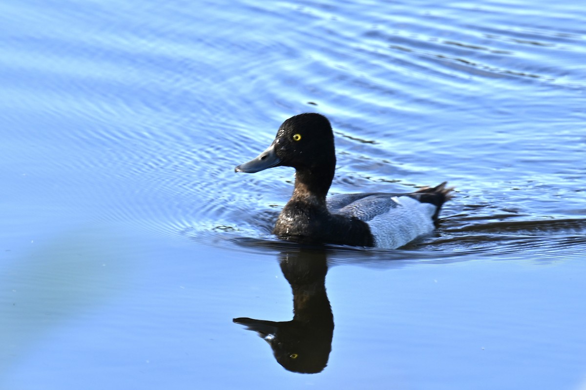 Lesser Scaup - france dallaire