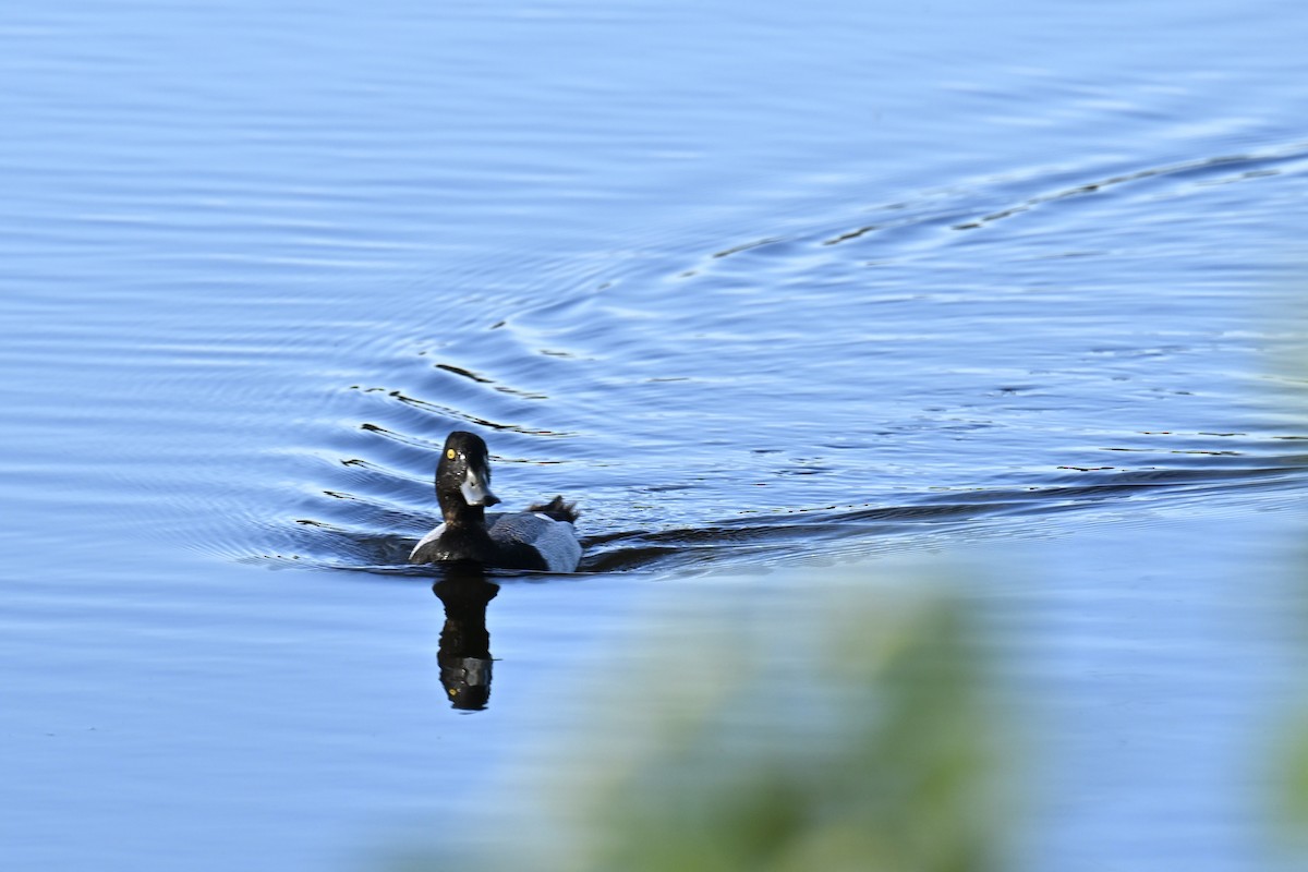 Lesser Scaup - france dallaire