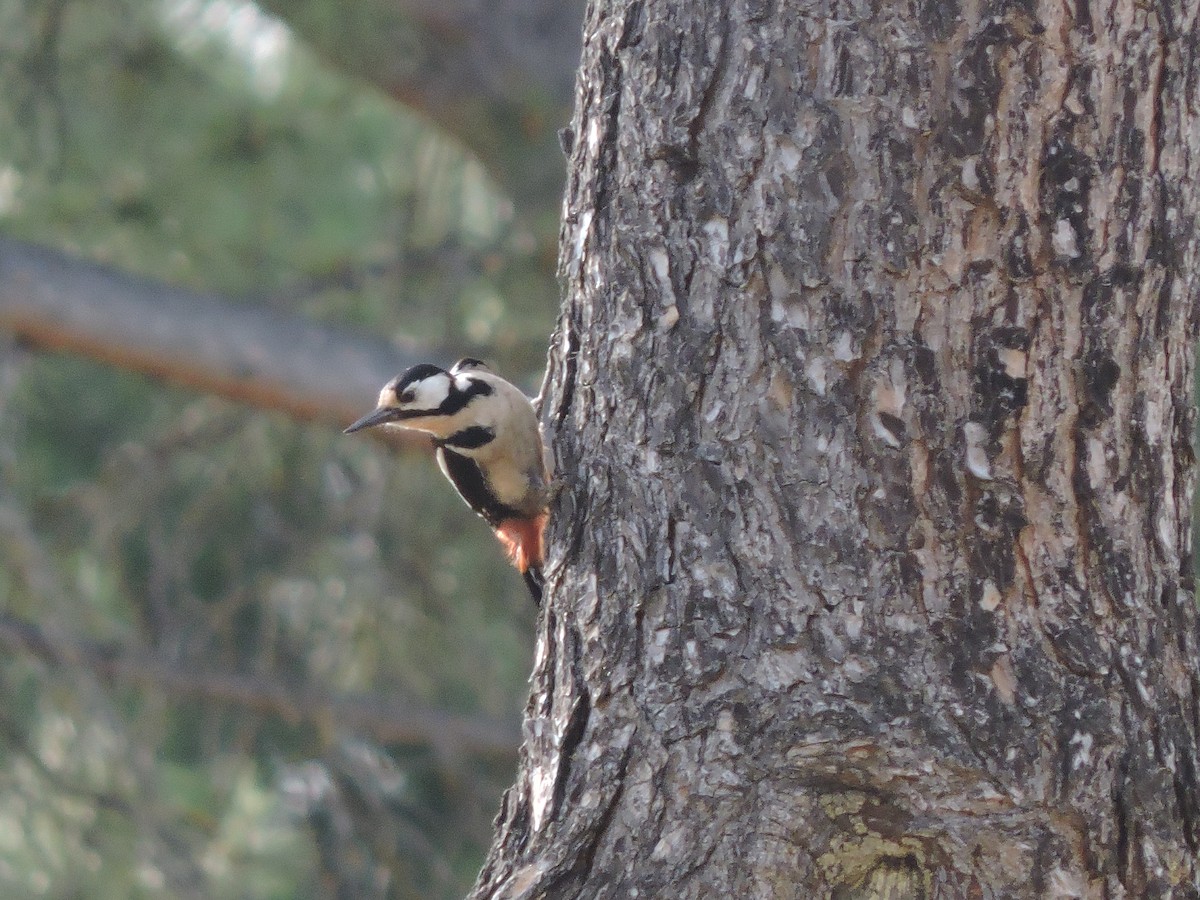 Great Spotted Woodpecker - Silvia Martín García