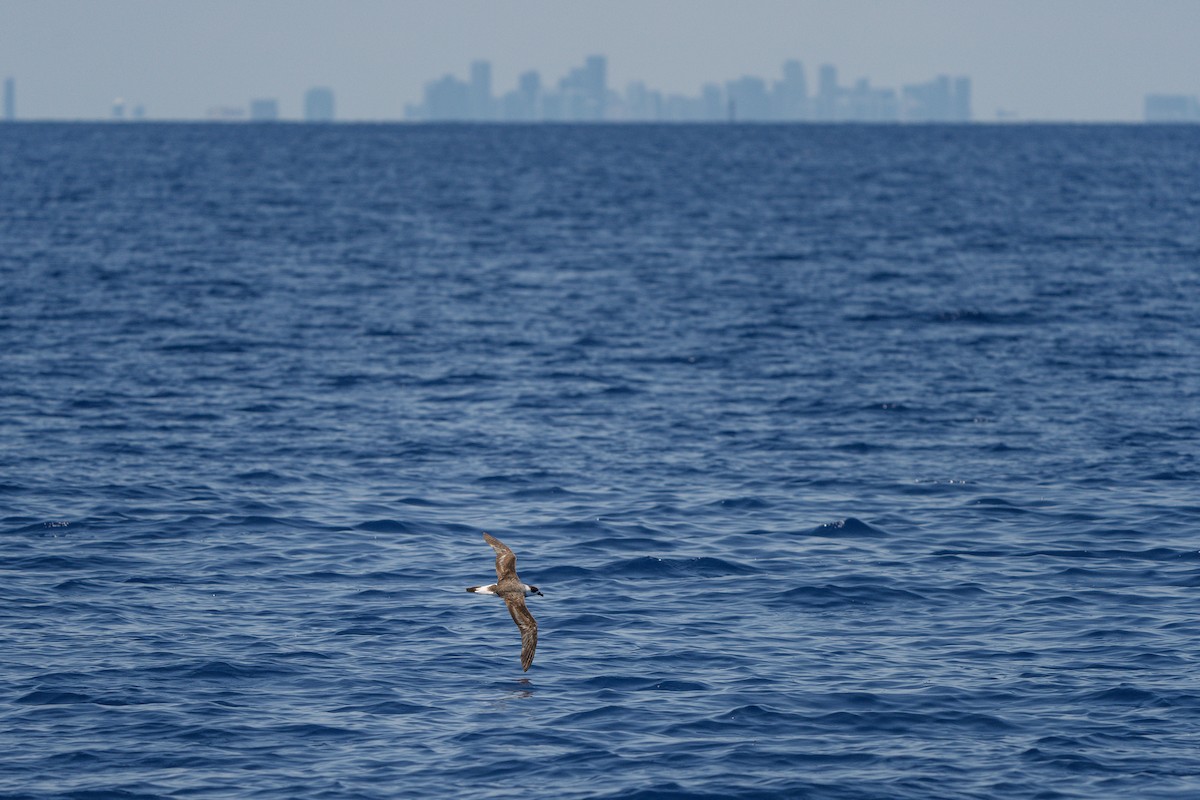 Black-capped Petrel - Neo Morpheus