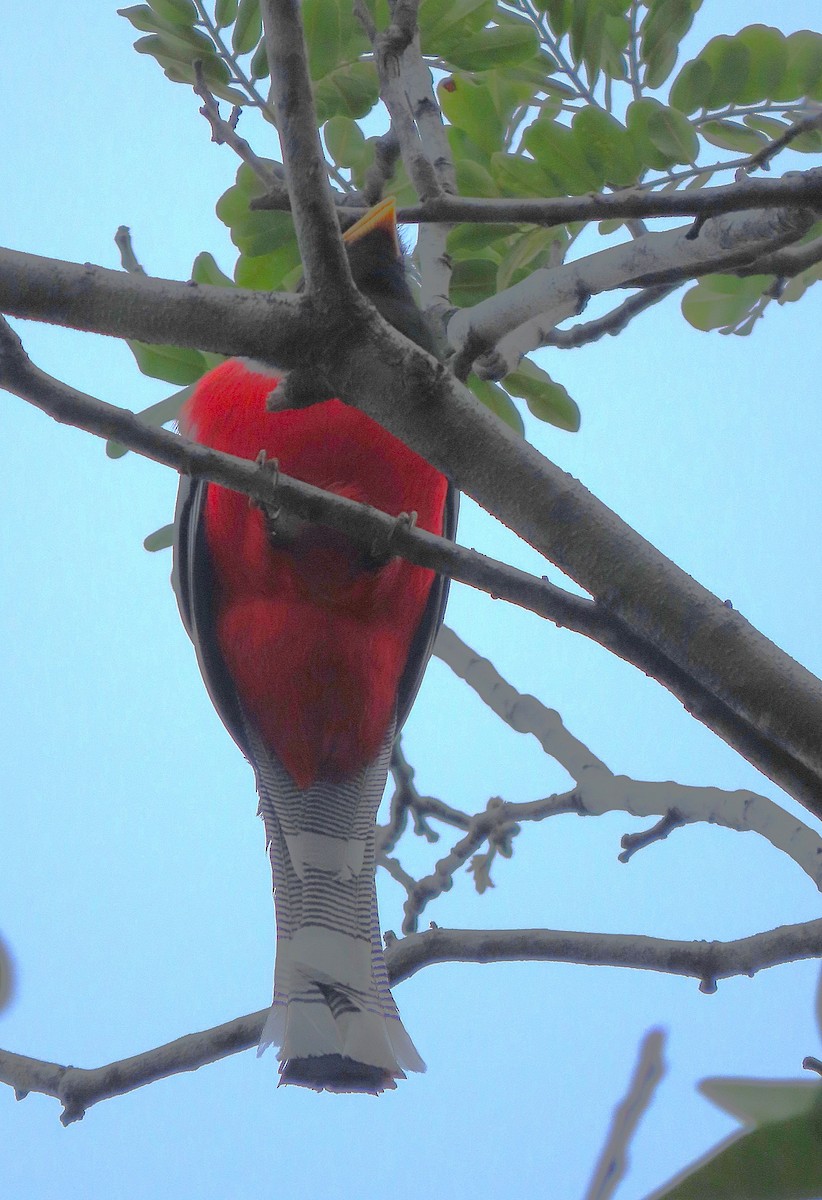 Elegant Trogon - Alfonso Auerbach