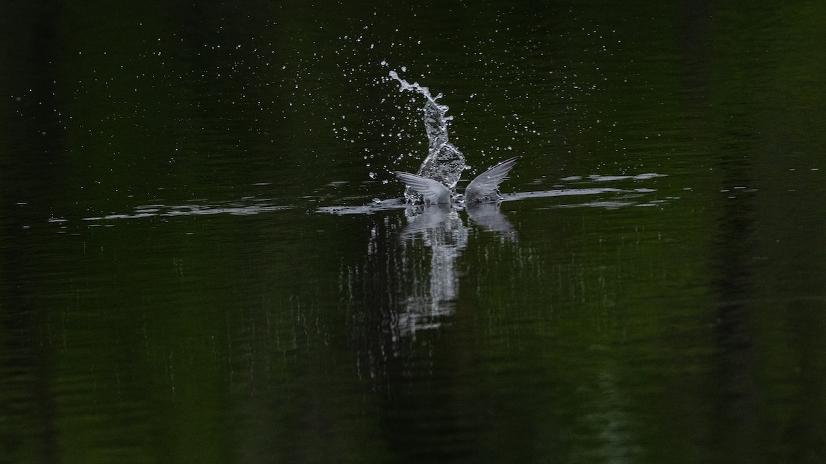 Least Tern - Niraj Shrestha