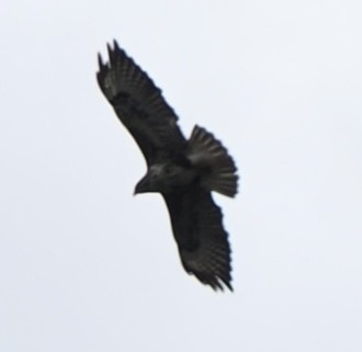 Common Buzzard - James Tatlow