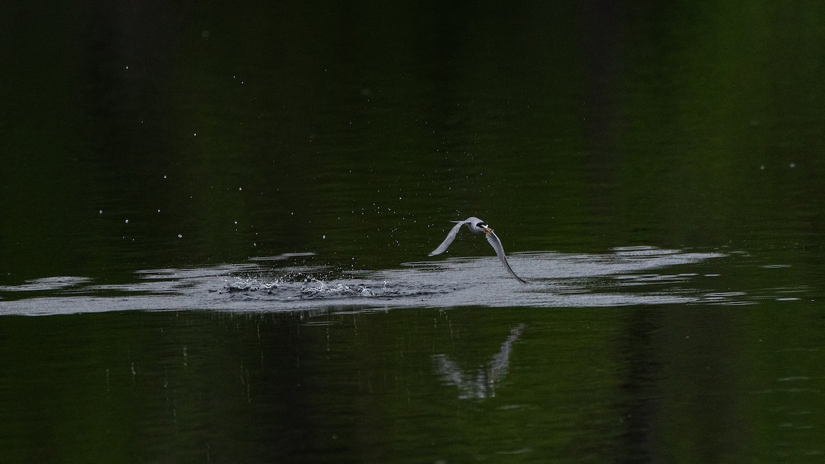 Least Tern - Niraj Shrestha