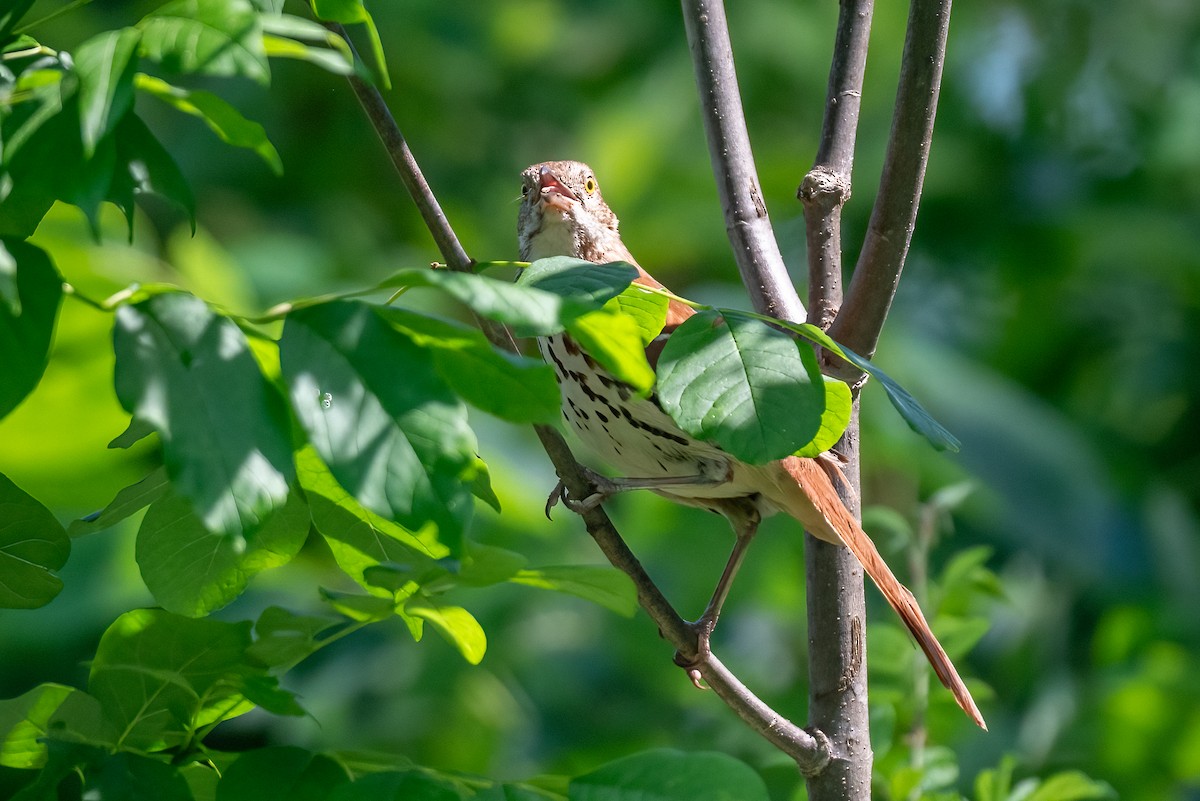 Brown Thrasher - ML619629198