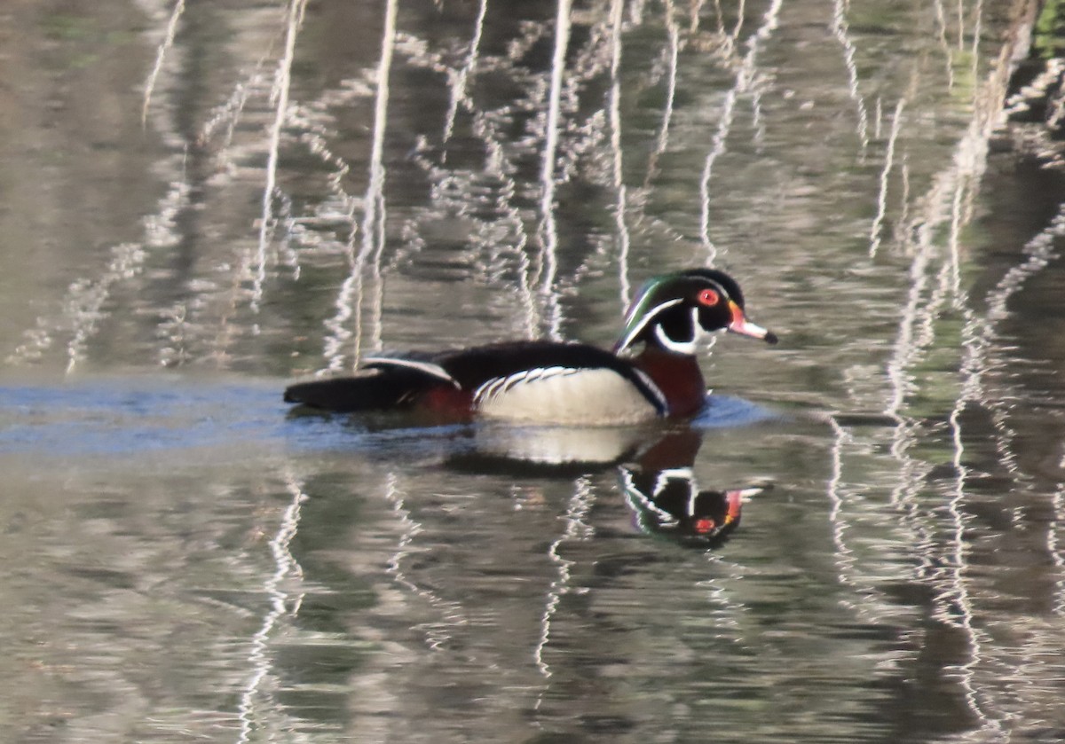 Wood Duck - Patricia DiLuzio