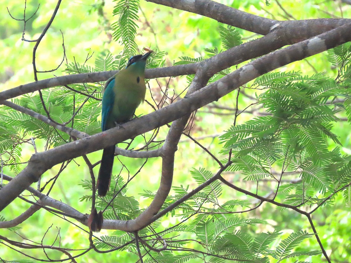 Lesson's Motmot - Alfonso Auerbach