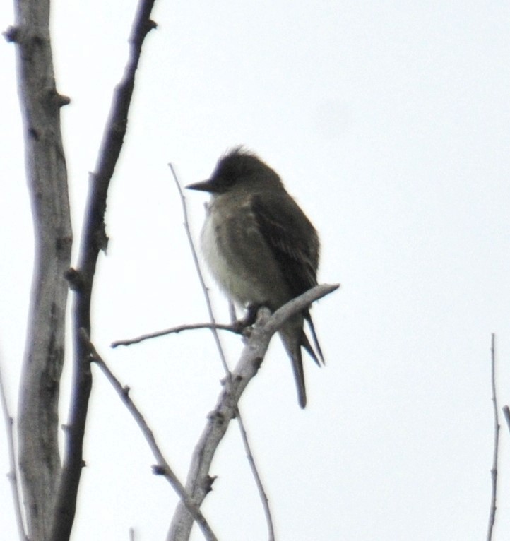 Olive-sided Flycatcher - Doug Faulkner