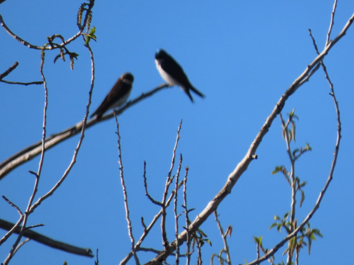 Tree Swallow - ML619629206