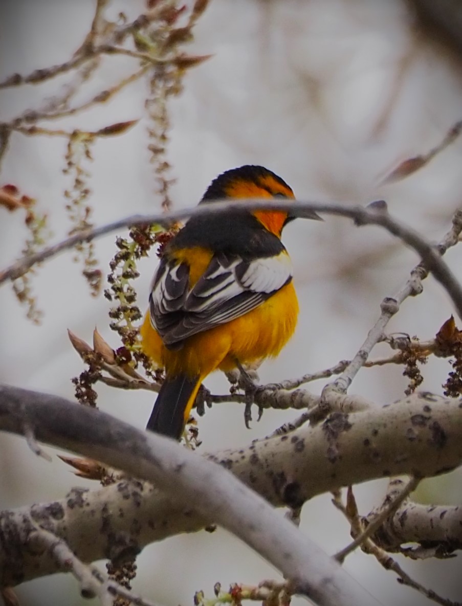 Bullock's Oriole - Dick Cartwright