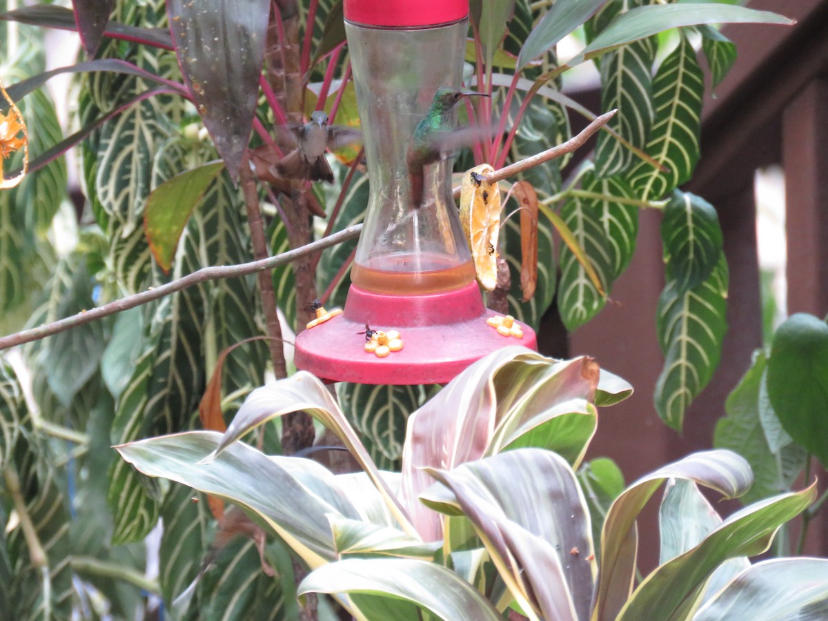 Rufous-tailed Hummingbird - Sam Holcomb