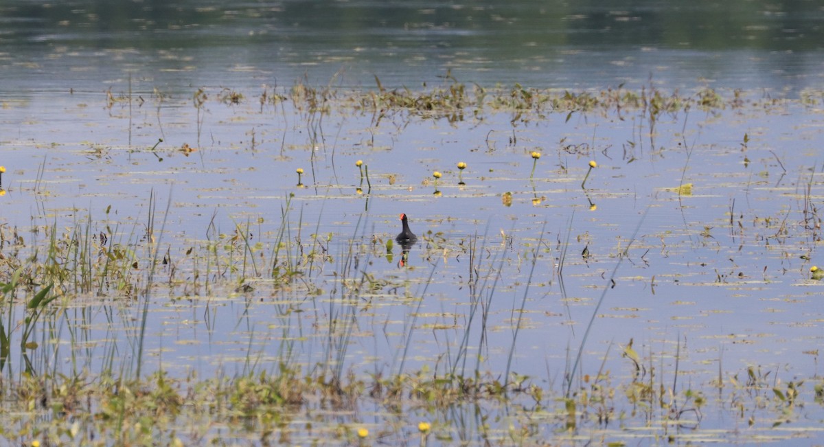 Common Gallinule - Lynda Noel