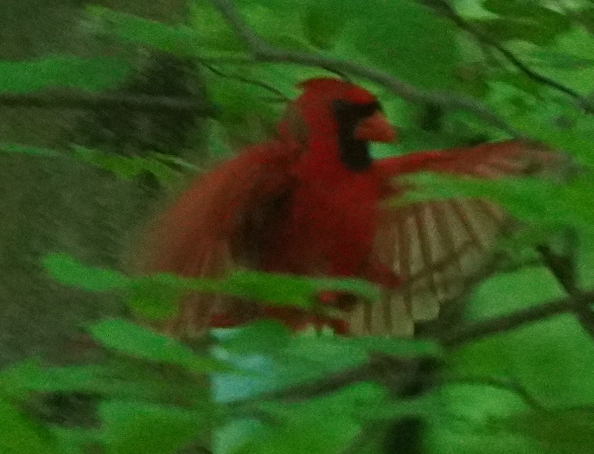 Cardinal rouge - ML619629216