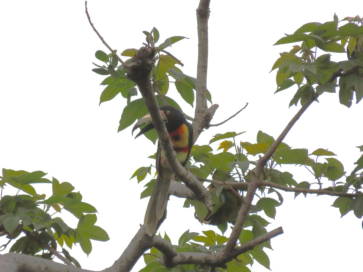 Collared Aracari - Alfonso Auerbach