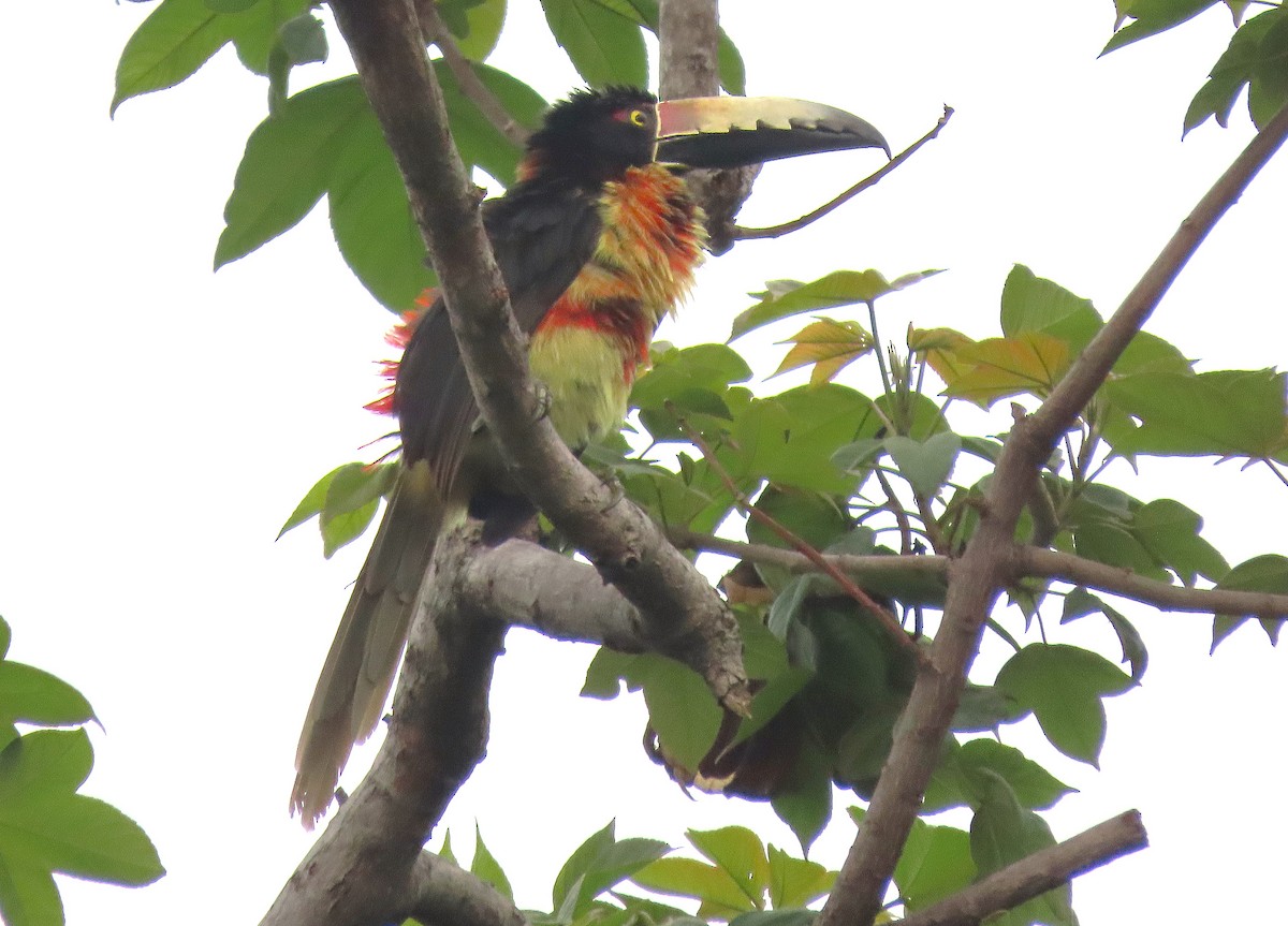 Collared Aracari - Alfonso Auerbach