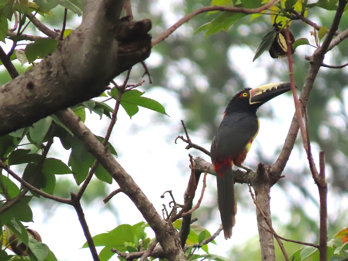 Collared Aracari - Alfonso Auerbach