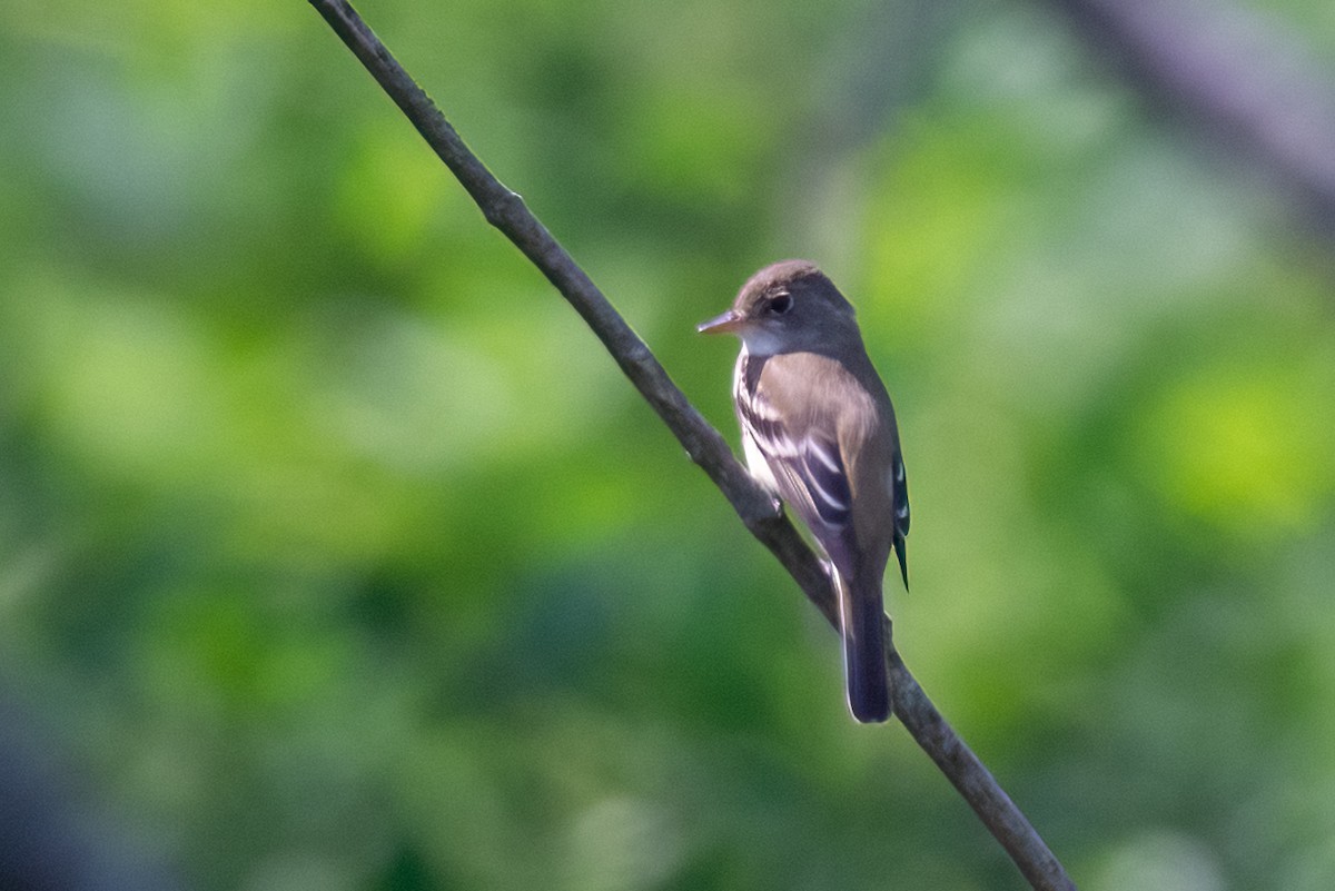 Willow Flycatcher - Kayann Cassidy