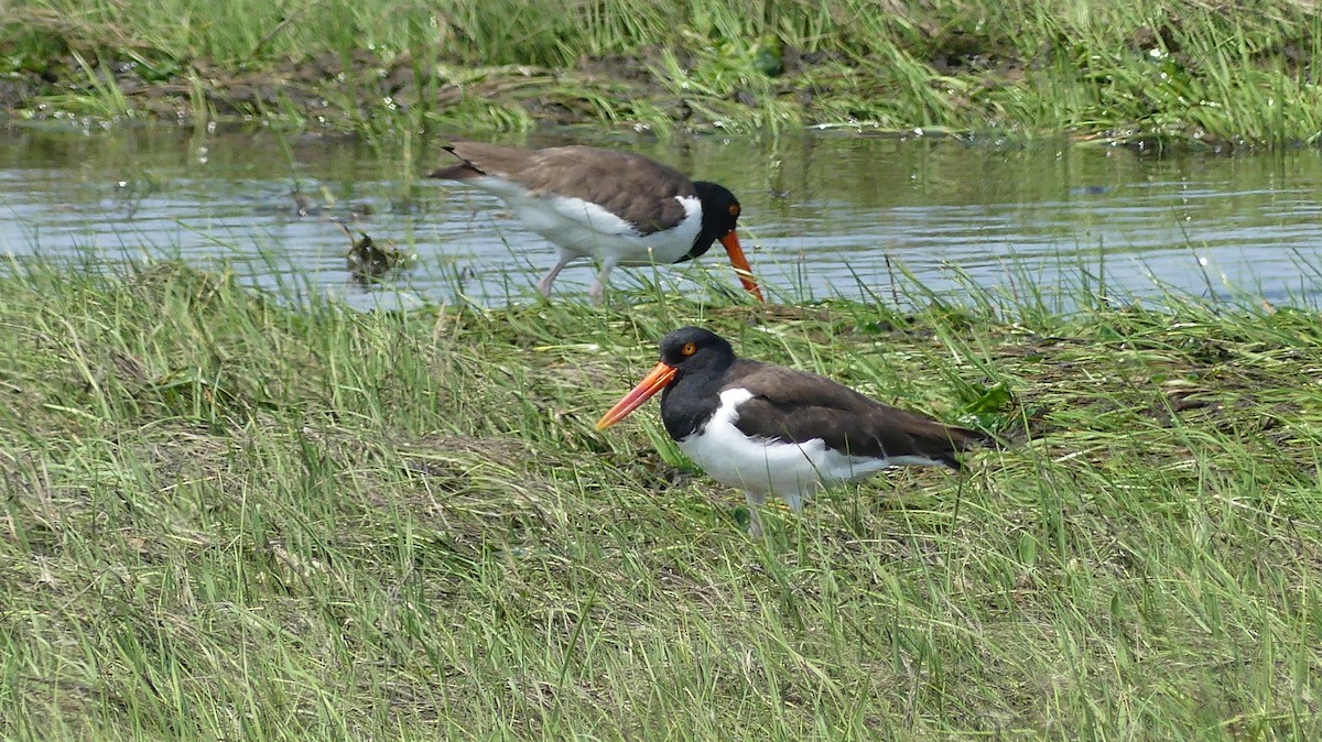 American Oystercatcher - Daniel Islam