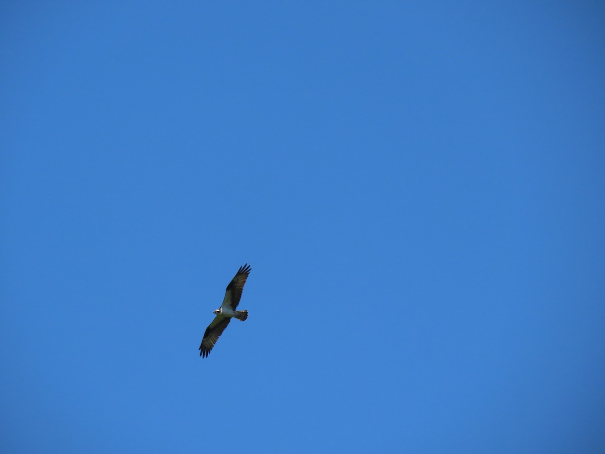 Osprey (carolinensis) - Michael  Moss