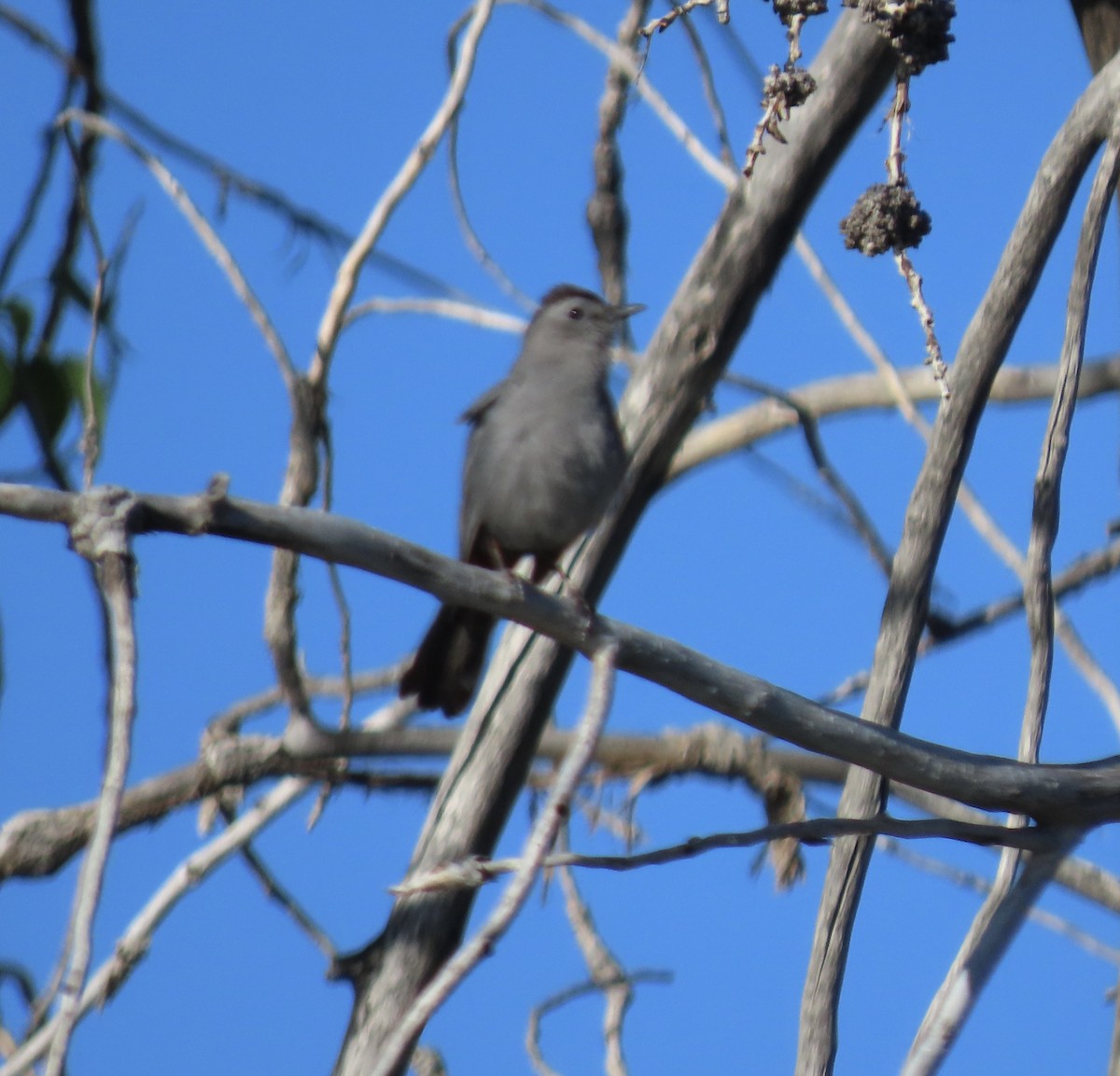 Miaulari grisa - ML619629238