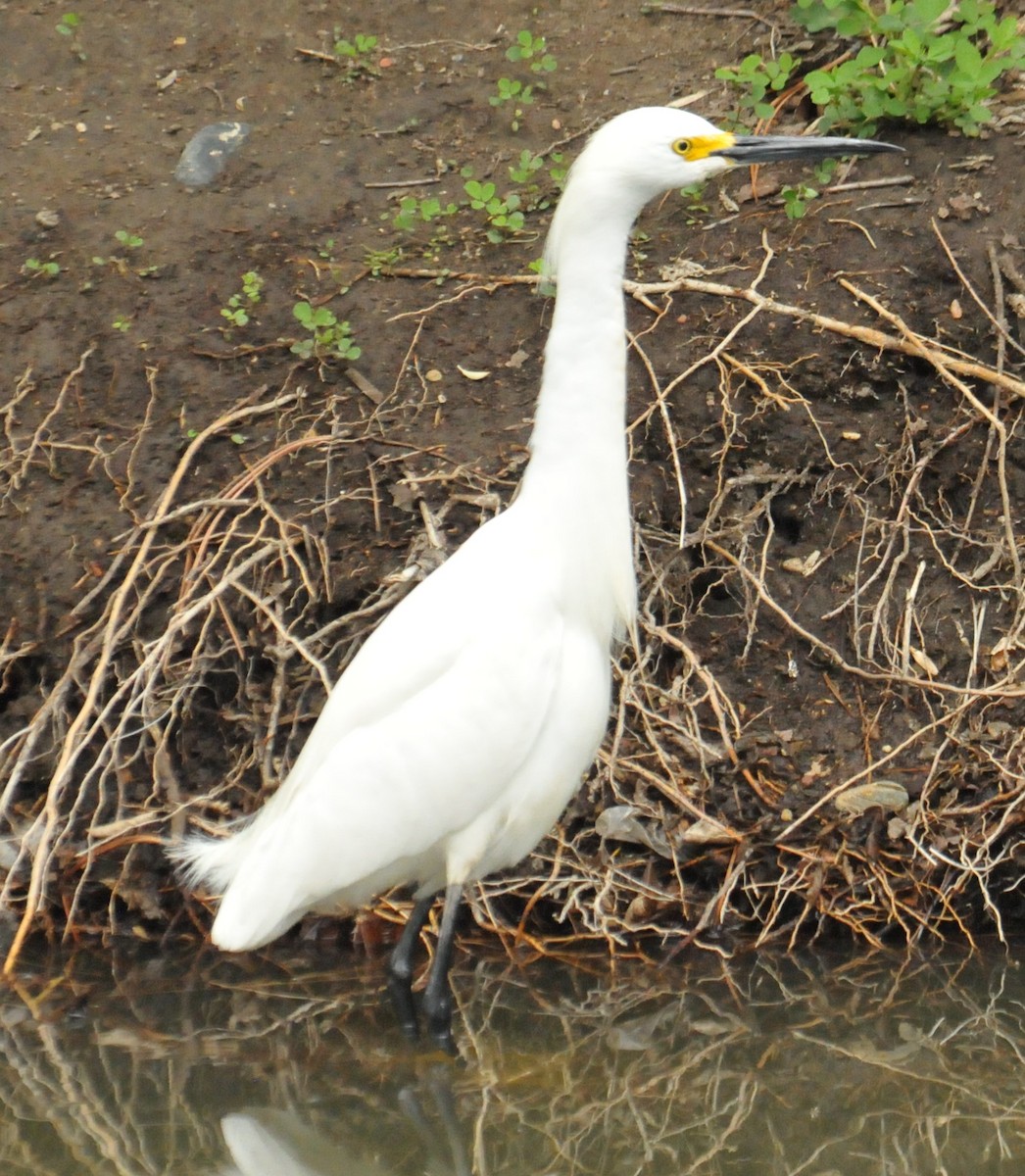 Snowy Egret - ML619629241