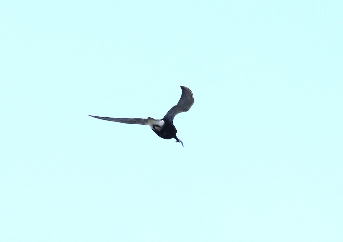 Black Tern - Lynda Noel