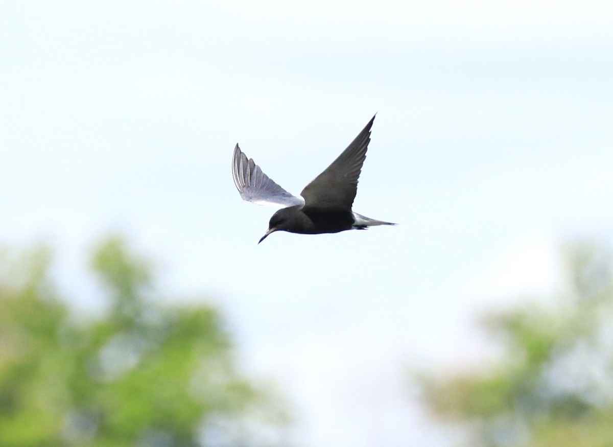 Black Tern - Lynda Noel