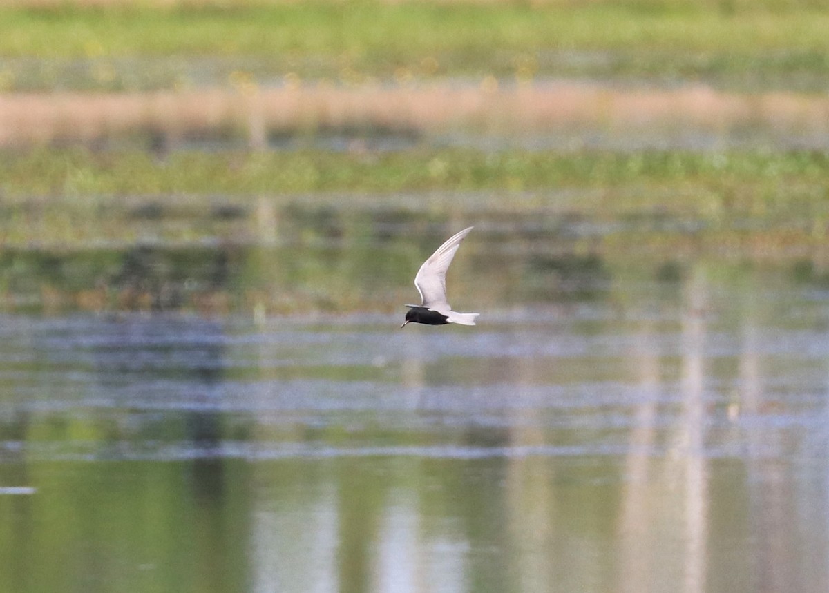 Black Tern - Lynda Noel